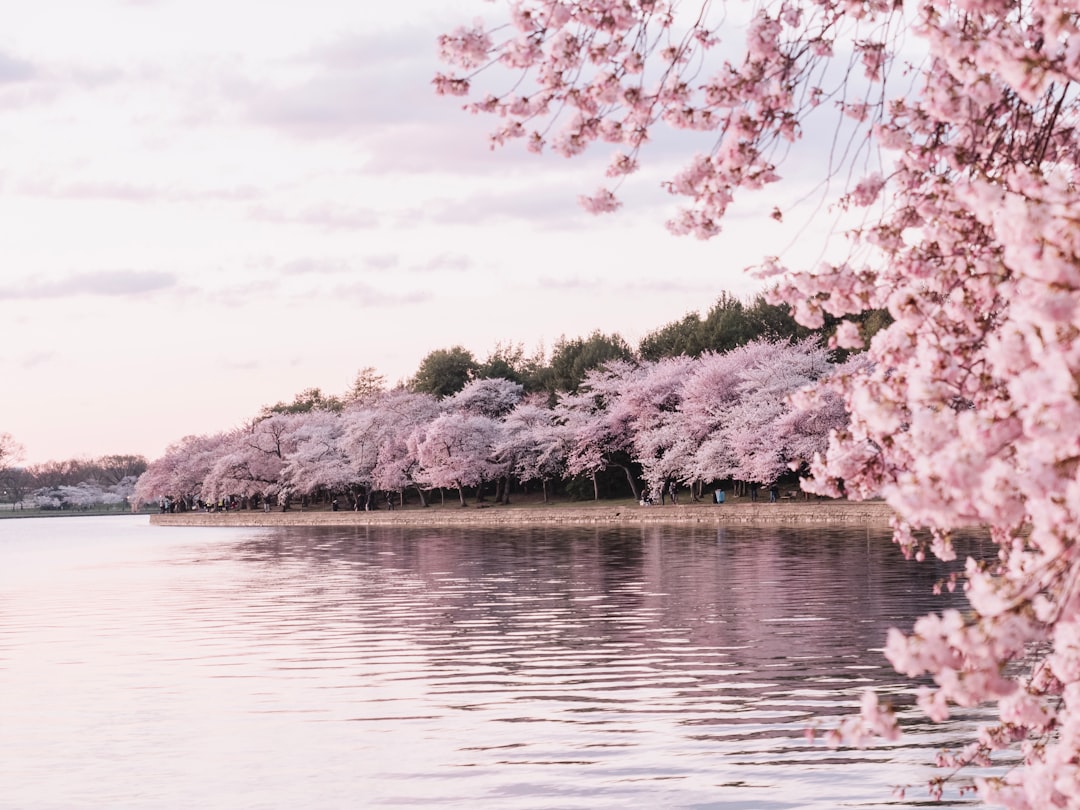 Cherry Blossoms in Spring